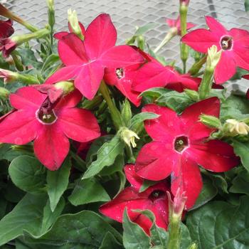 Saratoga&trade; 'Red' -Nicotiana x alata (Flowering Tobacco)