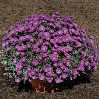 ''Magic&trade; Purple'' -Aster novi-belgii