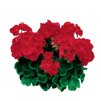 Americana&reg; 'Bright Red' -Pelargonium x hortorum (Zonal Geranium)