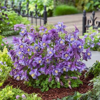 Earlybird&trade; 'Purple Blue' -Aquilegia caerulea (Columbine)