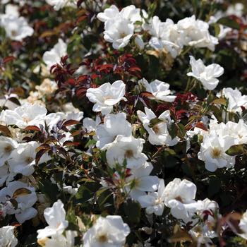 Knock Out&reg; White -Rosa (Rose)