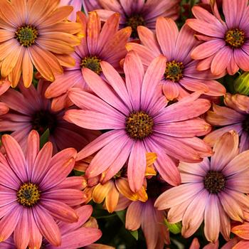Bright Lights&trade; 'Horizon&trade; Sunset' -Osteospermum (African Daisy)