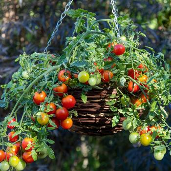 'Cherry Blast' Cherry Tomato -Lycopersicon esculentum