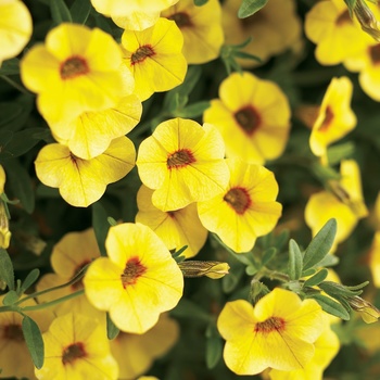 Superbells&reg; 'Saffron' -Calibrachoa 