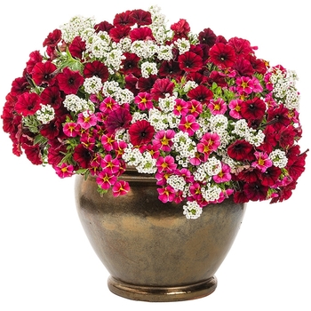 Superbells® 'Cherry Star' -Calibrachoa 