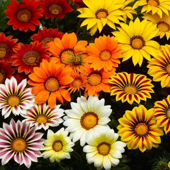 Big Kiss&trade; 'Mix' -Gazania rigens (Treasure Flower)