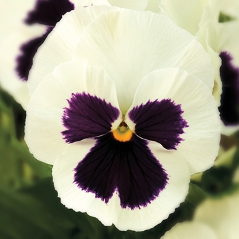 Delta&trade; Premium 'White w/Blotch' -Viola x wittrockiana (Pansy)