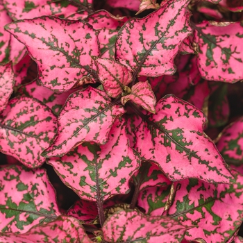 Hippo&reg; 'Rose' -Hypoestes phyllostachya (Polka Dot Plant)