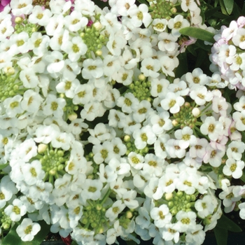 Easter Bonnet 'White' -Lobularia maritima (Sweet Alyssum)
