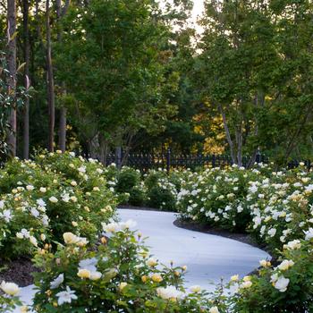 Knock Out&reg; Sunny -Rosa (Shrub Rose)