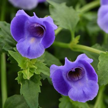 Summer Wave&reg; 'Large Blue' -Torenia (Wishbone Flower)