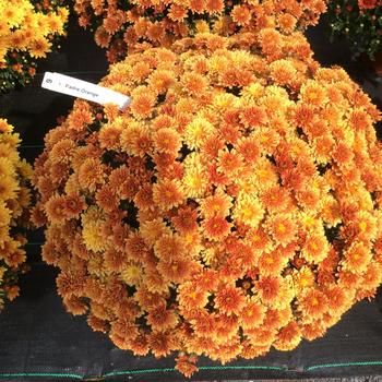 Belgian&reg; 'Padre Orange' -Chrysanthemum x morifolium (Mum)