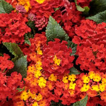 Luscious® 'Royale Red Zone™' -Lantana camara
