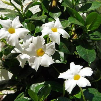 Sun Parasol&reg; 'Giant White' -Mandevilla 