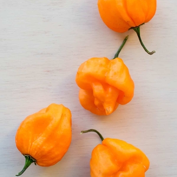 'Hungarian Hot Wax' Hot Pepper -Capsicum annuum