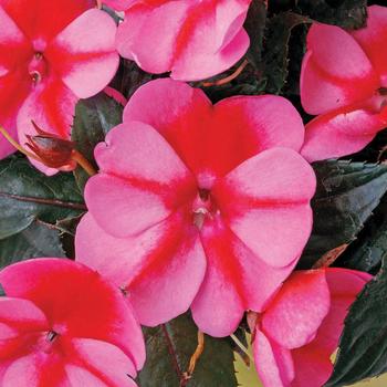 SunPatiens&reg; Compact Red Candy&reg; -Impatiens 