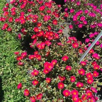 Mega Pazzaz&trade; 'Dark Pink' -Portulaca oleracea