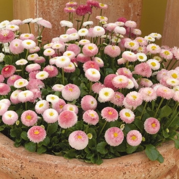 Bellissima™ Rose Bicolor -Bellis perennis
