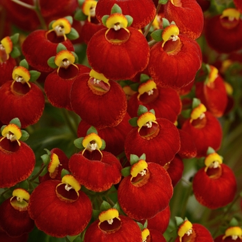 Calynopsis&trade; 'Red' -Calceolaria (Pocketbook Plant)