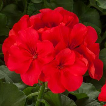 Calliope&reg; Large 'Orange Splash' -Pelargonium (Interspecific Geranium)