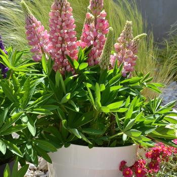 Mini Gallery&trade; 'Pink Bicolor' -Lupinus polyphyllus ()