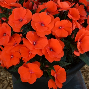 'Magnum Orange' New Guinea Impatiens -Impatiens 