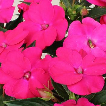 SunPatiens&reg; Rose Pink -Impatiens 