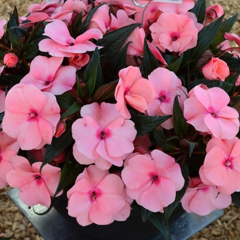 'Magnum Pink' New Guinea Impatiens -Impatiens 