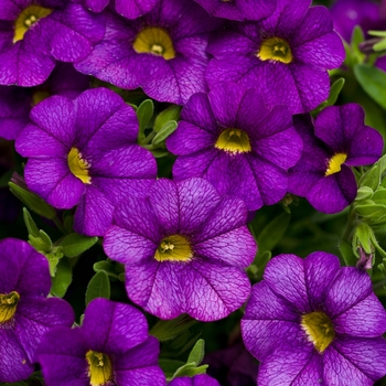 Superbells&reg; Blue -Calibrachoa 