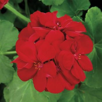 Interspecific Geranium -Pelargonium 
