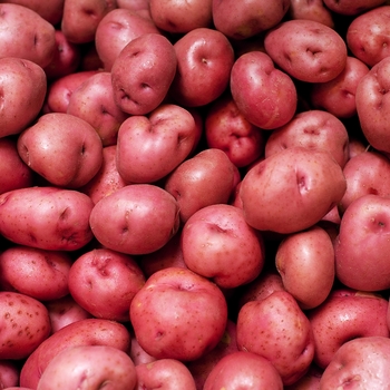 'Norland Red' Potato -Solanum tuberosum