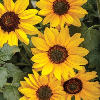 Suncredible&reg; 'Yellow' -Helianthus (Sunflower)