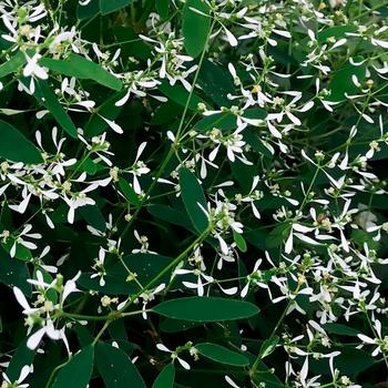 Euphoric&trade; White Imp. -Euphorbia hypericifolia (Spurge)