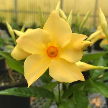 Sun Parasol&reg; 'Sunbeam' -Mandevilla 