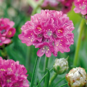 'Morning Star Deep Rose' -Armeria maritima (Sea Thrift)