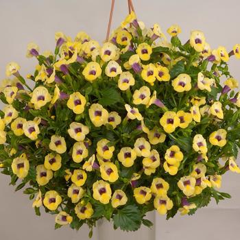 'Yellow Moon' Wishbone Flower -Torenia 