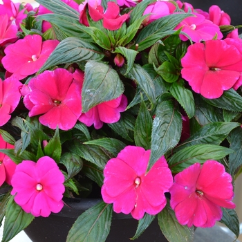 'Magnum Purple' New Guinea Impatiens -Impatiens 
