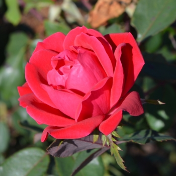 Knock Out&reg; Double -Rosa (Shrub Rose)