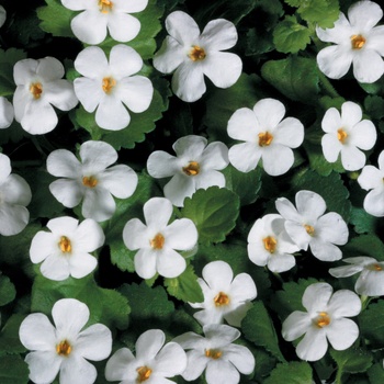 Snowstorm&reg; ''Giant Snowflake&reg;'' -Sutera cordata (Bacopa)