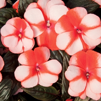 Sonic&reg; 'Sweet Orange' -Impatiens hawkeri (New Guinea impatiens)