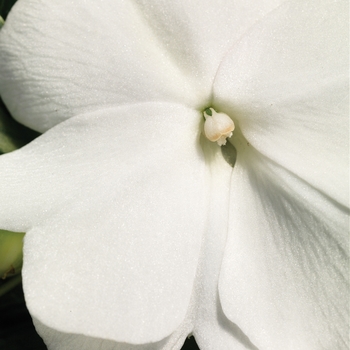 Sonic&reg; White -Impatiens hawkeri (New Guinea impatiens)