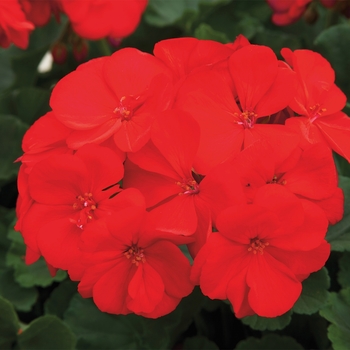 Rocky Mountain™ 'Dark Red' -Pelargonium x hortorum (Zonal Geranium)