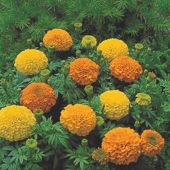 Inca II&trade; 'Mix' -Tagetes erecta (Marigold)
