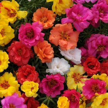Happy Hour&trade; 'Mix' -Portulaca grandiflora (Moss Rose, Purslane)