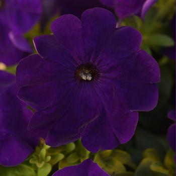 Madness&reg; 'Midnight' -Petunia 