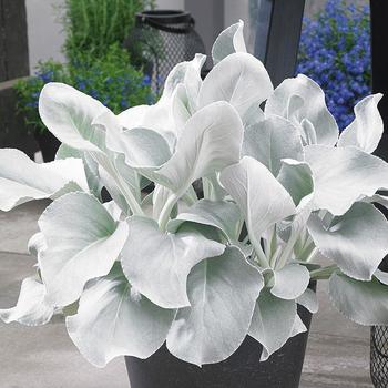 'Angel Wings' -Senecio candicans