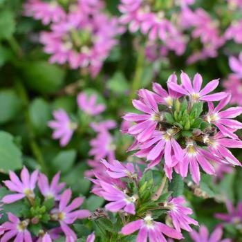 Surdiva&reg; 'Fashion Pink' -Scaevola 