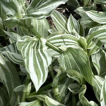 'Pistachio White' Inch Plant -Tradescantia 