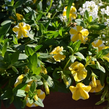 Superbells&reg; 'Lemon Slice' -Calibrachoa 