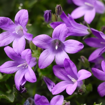 Clockwise&trade; 'Compact Deep Blue' -Campanula portenschlagiana (Bellflower)